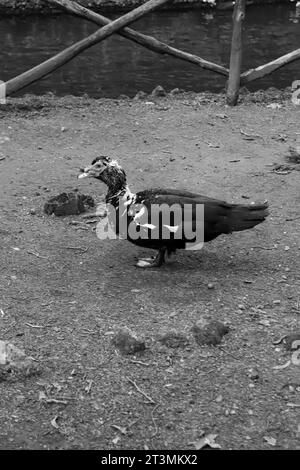 Canard de Muscovy domestique noir et blanc se réveillant librement dans Rodini Park, une attraction célèbre de parc de la ville sur l'île de Rhodes, en Grèce Banque D'Images