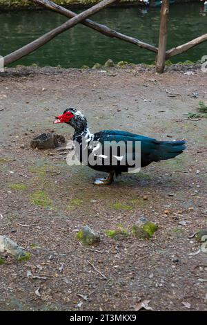 Canard de Barbarie domestique se réveillant librement dans le parc Rodini, une attraction célèbre de parc de la ville sur l'île de Rhodes, en Grèce Banque D'Images