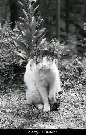 Chat noir et blanc avec des taches posant, modelant, assis avec profil à la caméra dans Rodini Park, Rhodes, Grèce Banque D'Images