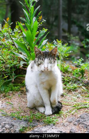 Chat blanc avec des taches grises et des yeux verts posant, modelant, assis avec profil à la caméra dans Rodini Park, Rhodes, Grèce Banque D'Images