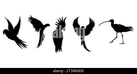 silhouettes d'oiseaux isolées dans une collection vectorielle, ressources graphiques. Illustration de Vecteur