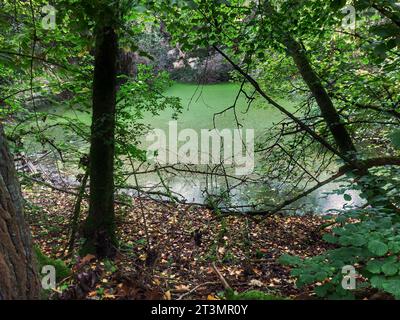 Étang vert dans la forêt couverte de Duckweed. Banque D'Images