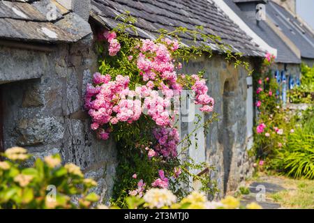 Maisons en pierre typiques et pittoresques couvertes de vrilles de roses en Bretagne, France Banque D'Images