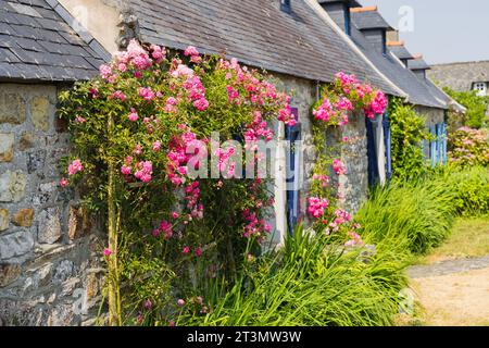 Maisons en pierre typiques et pittoresques couvertes de vrilles de roses en Bretagne, France Banque D'Images