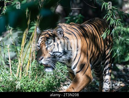 Tigre de Sumatra dans la lumière tamisée au zoo d'Édimbourg, Édimbourg, Écosse Banque D'Images