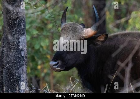 Gaur indien (Bos gaurus), parc national de Bandhavgarh, Inde. Banque D'Images