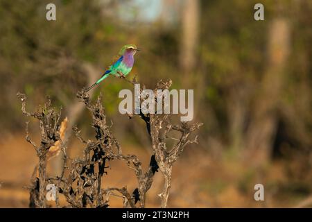 Rouleau à bretelles lilas (Coracias caudata) perché sur un arbre, Réserve de gibier de Mashatu, Botswana. Banque D'Images