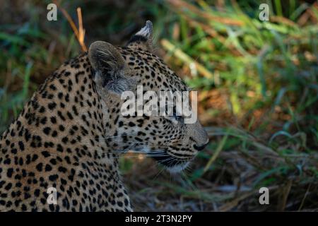 Léopard (Panthera pardus), Sabi Sands Game Reserve, Afrique du Sud. Banque D'Images