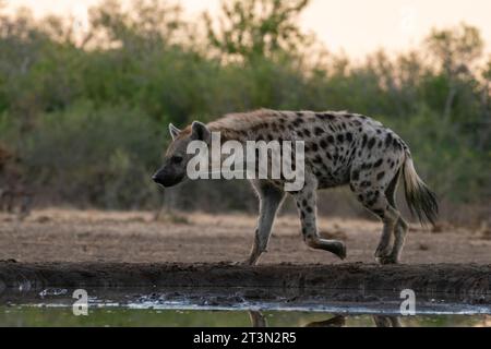 Hyène repérée (Crocuta crocuta) au point d'eau, Réserve faunique de Mashatu, Botswana. Banque D'Images