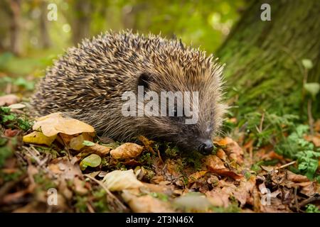 Hedgehog, Nom scientifique : Erinaceus Europaeus. Gros plan d'un hérisson européen sauvage dans la forêt d'automne et la recherche de nourriture parmi les feuilles colorées. FAC Banque D'Images