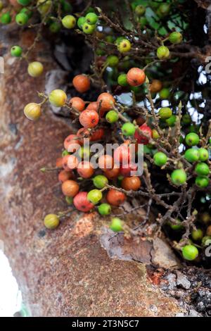 Grappes de ficus racemosa, figues sauvages poussant directement du corps de l'arbre. Banque D'Images