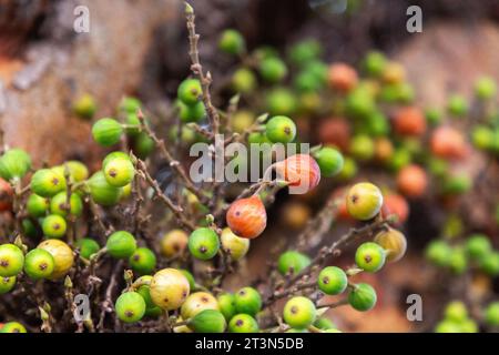 Grappes de ficus racemosa, figues sauvages poussant directement du corps de l'arbre. Banque D'Images
