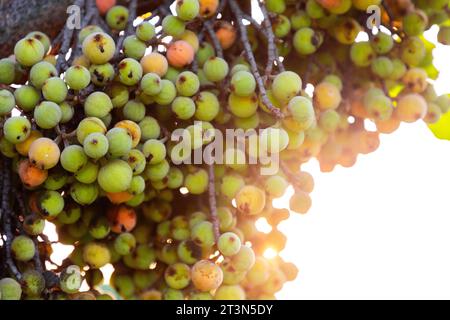 Grappes de ficus racemosa, figues sauvages poussant directement du corps de l'arbre. Banque D'Images