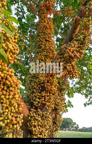 Grappes de ficus racemosa, figues sauvages poussant directement du corps de l'arbre. Banque D'Images