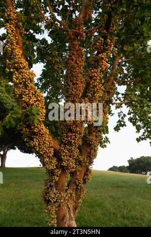 Grappes de ficus racemosa, figues sauvages poussant directement du corps de l'arbre. Banque D'Images