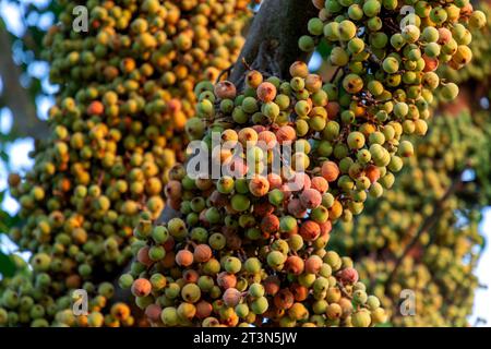 Grappes de ficus racemosa, figues sauvages poussant directement du corps de l'arbre. Banque D'Images