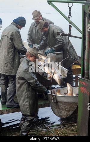 capture de l'étang, les pêcheurs traitent la carpe capturée, le matériel de transport de carpe, le transport des poissons Banque D'Images