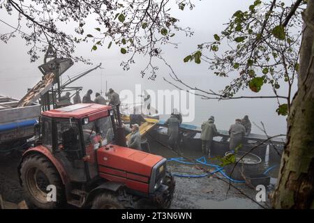 capture de l'étang, les pêcheurs traitent la carpe capturée, le matériel de transport de carpe, le transport des poissons Banque D'Images