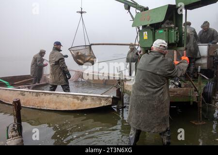 capture d'automne de l'étang, étang drainé, pêcheurs pendant la pêche d'automne, brumes au-dessus de l'étang pêché, pêche à la carpe Banque D'Images