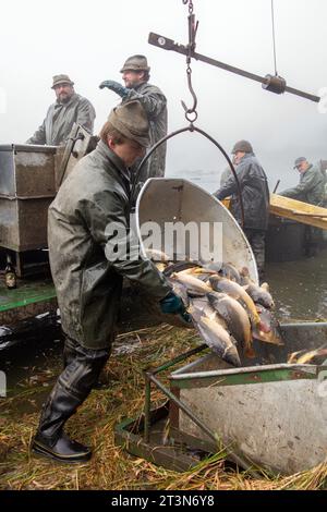 capture de l'étang, les pêcheurs traitent la carpe capturée, le matériel de transport de carpe, le transport des poissons Banque D'Images