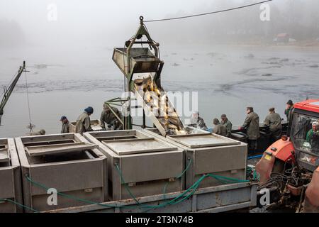 capture de l'étang, les pêcheurs traitent la carpe capturée, le matériel de transport de carpe, le transport des poissons Banque D'Images