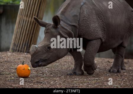 Madrid, Madrid, Espagne. 26 octobre 2023. SANADA le rhinocéros indien approche une citrouille avec des fruits, pour fêter Halloween prochain au zoo de Madrid. (Image de crédit : © Luis Soto/ZUMA Press Wire) USAGE ÉDITORIAL SEULEMENT! Non destiné à UN USAGE commercial ! Banque D'Images