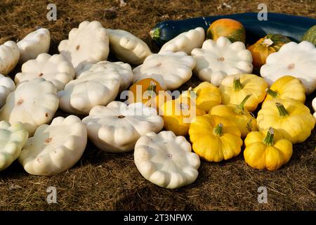 Récolte de gourdes ornementales décoratives blanches et jaunes qui se trouve sur le sol dans le jardin en automne. Banque D'Images