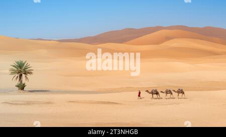 Hommes berbères non identifiés menant une caravane de chameaux à travers des dunes de sable dans le désert du Sahara, Maroc Banque D'Images