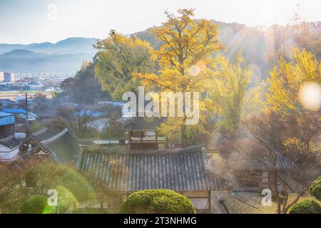 Arbre de ginkgo dans la maison traditionnelle coréenne Banque D'Images