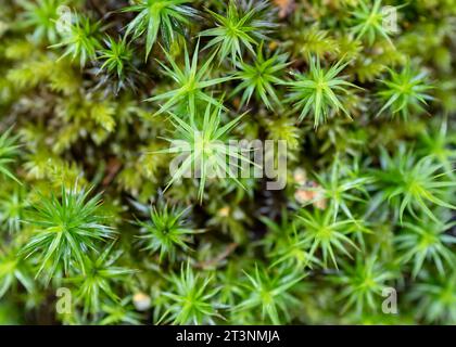 Plantes à pointes vues d'en haut Banque D'Images