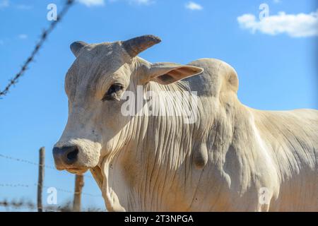 Bovins Nellore. Oxen au premier plan. Bétail brésilien. vache folle. Banque D'Images