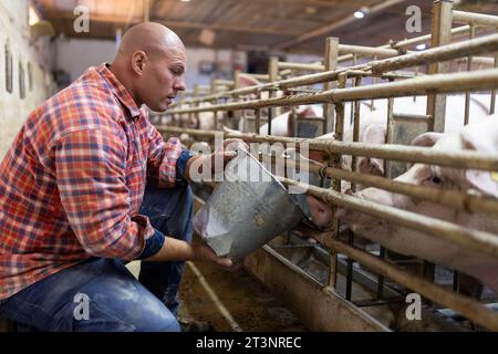 Agriculteur nourrissant les porcs avec de la nourriture sèche du seau dans le porcin Banque D'Images