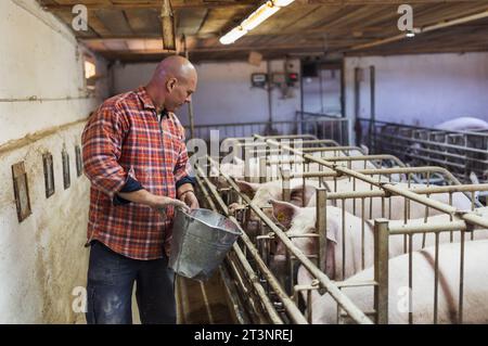 Agriculteur nourrissant les porcs avec de la nourriture sèche du seau dans le porcin Banque D'Images