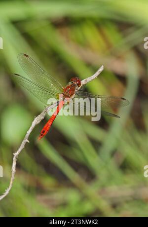 Ruddy Darter (Sympetrum sanguineum) mâle adulte au repos sur une brindille morte Holt, Norfolk, Royaume-Uni. Juillet Banque D'Images