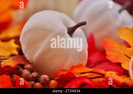 Photo HDR de citrouilles blanches sur feuilles. Photo de haute qualité Banque D'Images