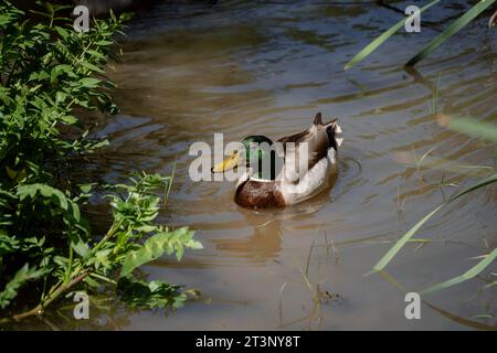 Beau mâle de colvert nageant dans la rivière à Madrid Banque D'Images