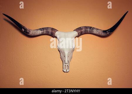 Crâne Texas Longhorn accroché à un mur Banque D'Images