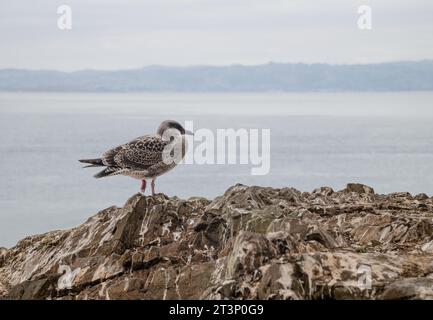 Mouette hareng juvénile perchée sur un rocher avec l'océan Pacifique en arrière-plan Banque D'Images