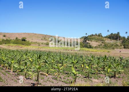 Cuba paysage rural - agriculture et agriculture. Petits bananiers dans une future ferme bananière. Banque D'Images