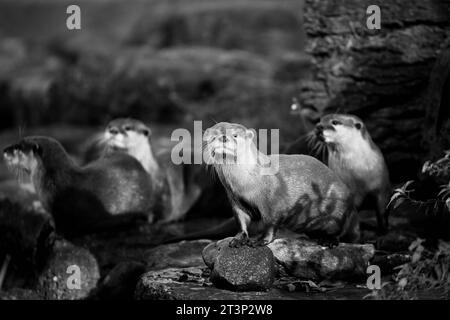 Loutres asiatiques à petites griffes Banque D'Images