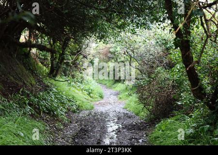 Sentier pédestre le long d'une ruelle de campagne verdoyante paisible entourée d'arbres et de haies épaisses Banque D'Images