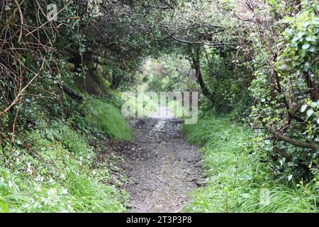 Sentier pédestre le long d'une ruelle de campagne verdoyante paisible entourée d'arbres et de haies épaisses Banque D'Images