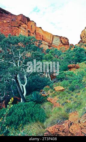 Australie. Territoire du Nord. MacDonnell Ranges. Affleurement rocheux et vallée avec arbres. Banque D'Images