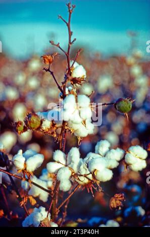 Australie. Agriculture. Gros plan de la plante Cotton en croissance. Banque D'Images