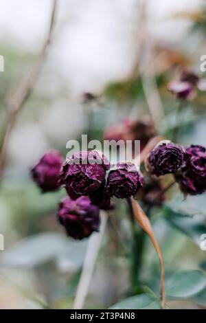 Fond vertical botanique naturel avec belle fleur, couleur verte bokeh douce floue. Flétrit les bourgeons roses violets dans le jardin. Soin des plantes Banque D'Images