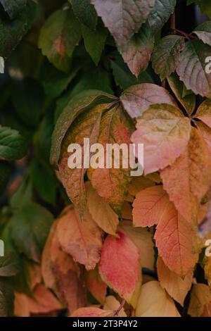 Changement de saison de l'été à l'automne. Les feuilles vertes deviennent jaunes. La chlorophylle disparaît, le processus de photosynthèse s'arrête. Photo verticale Banque D'Images