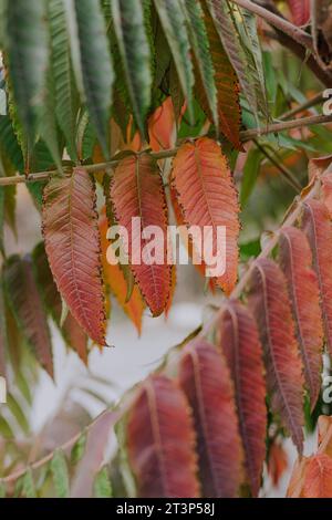 Changement de saison de l'été à l'automne. Les feuilles vertes deviennent jaunes et rouges. La chlorophylle disparaît, le processus de photosynthèse s'arrête. Photo verticale Banque D'Images