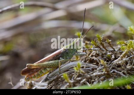 Brauner Grashüpfer, Feldheuschrecke, Männchen, Chorthippus brunneus, Glyptobothrus brunneus, Chorthippus brunneus, bicolore, Stauroderus grasshop champ Banque D'Images