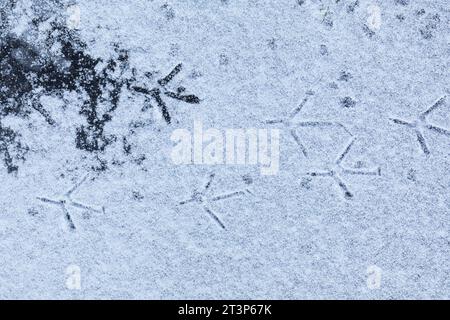 Graureiher, Fußabdrücke eines Graureihers im Schnee und EIS auf einem zugefrorenen Bach, Winter, Grau-Reiher, Fischreiher, Reiher, Ardea cinerea, Grey Banque D'Images