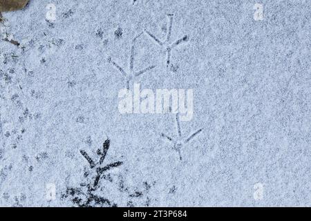Graureiher, Fußabdrücke eines Graureihers im Schnee und EIS auf einem zugefrorenen Bach, Winter, Grau-Reiher, Fischreiher, Reiher, Ardea cinerea, Grey Banque D'Images